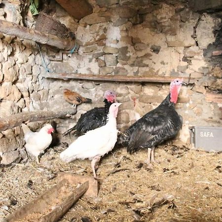 Casa Rural Amador Villarroya de los Pinares المظهر الخارجي الصورة