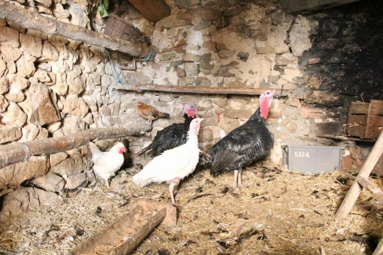 Casa Rural Amador Villarroya de los Pinares المظهر الخارجي الصورة
